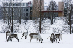 Reindeer in center of Egilsstaðir